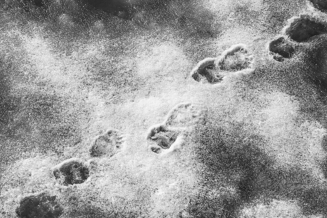 Polar bear tracks on pack ice, Svalbard, Norway