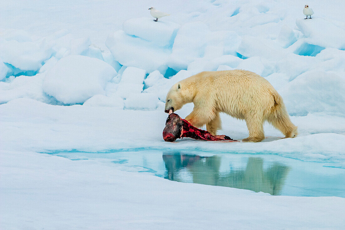 Polar bear (Ursus maritimus) with ringed seal (Pusa hispida) kill as ivory gulls (Pagophila eburnea) watch and wait, Svalbard, Norway