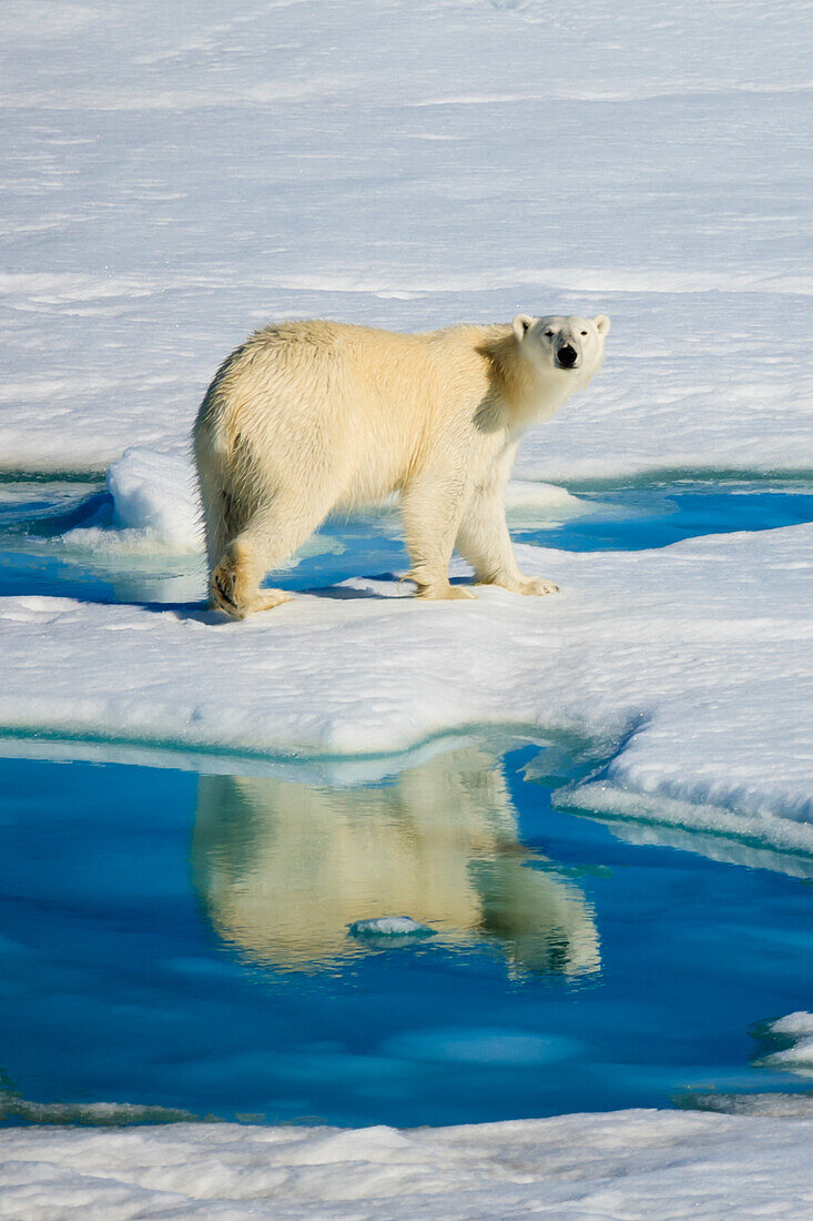 Polar Bear (Ursus arctos) and reflecting pool, Hinlopen Strait, Svalbard, Norway