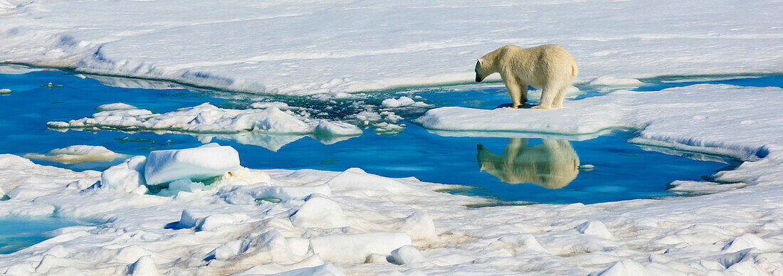 Eisbär (Ursus Arctos) und Reflexionsbecken, Hinlopen Strait, Svalbard, Norwegen