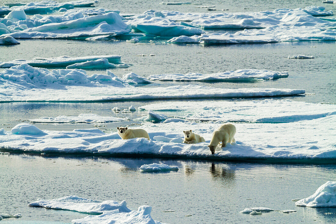 Drei Eisbären (Ursus Maritimus) auf Packeis, Hinlopen Strait, Svalbard, Norwegen