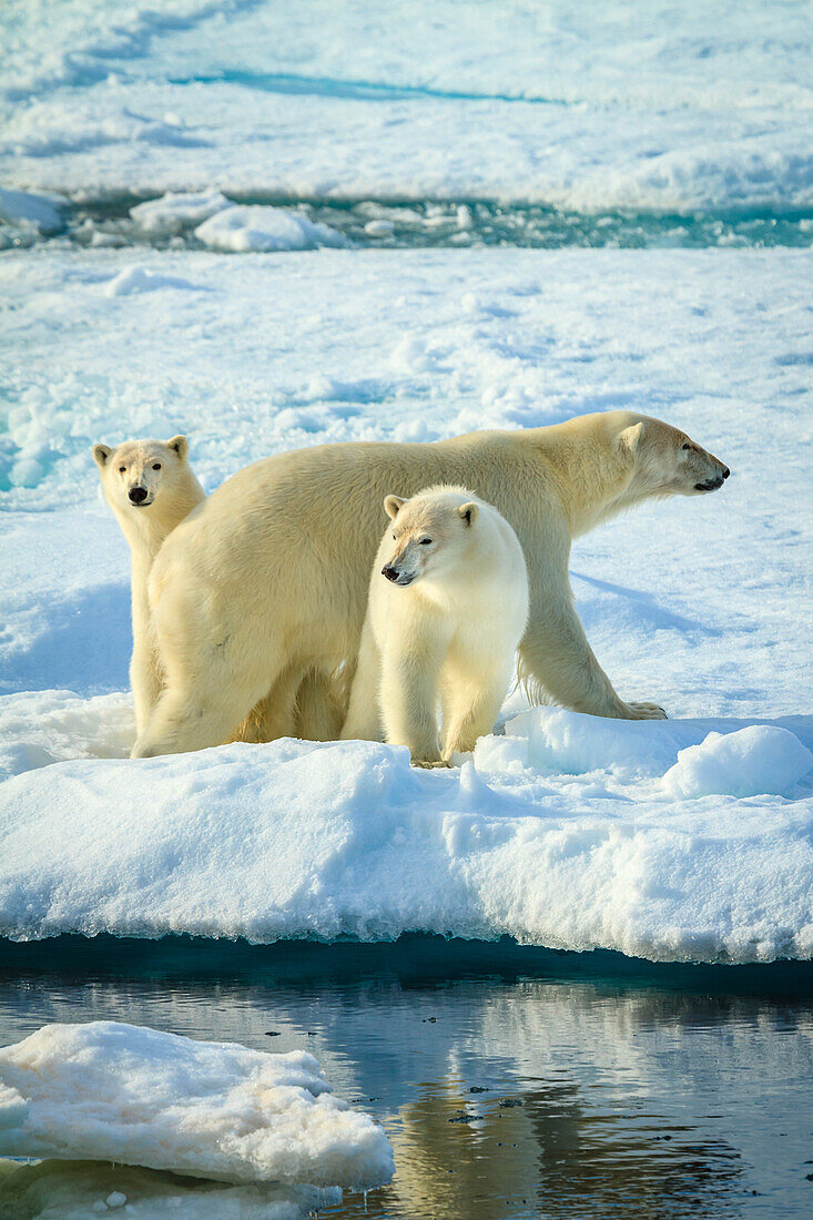 Three Polar Bears (Ursus maritimus) on pack ice, Hinlopen Strait, Svalbard, Norway