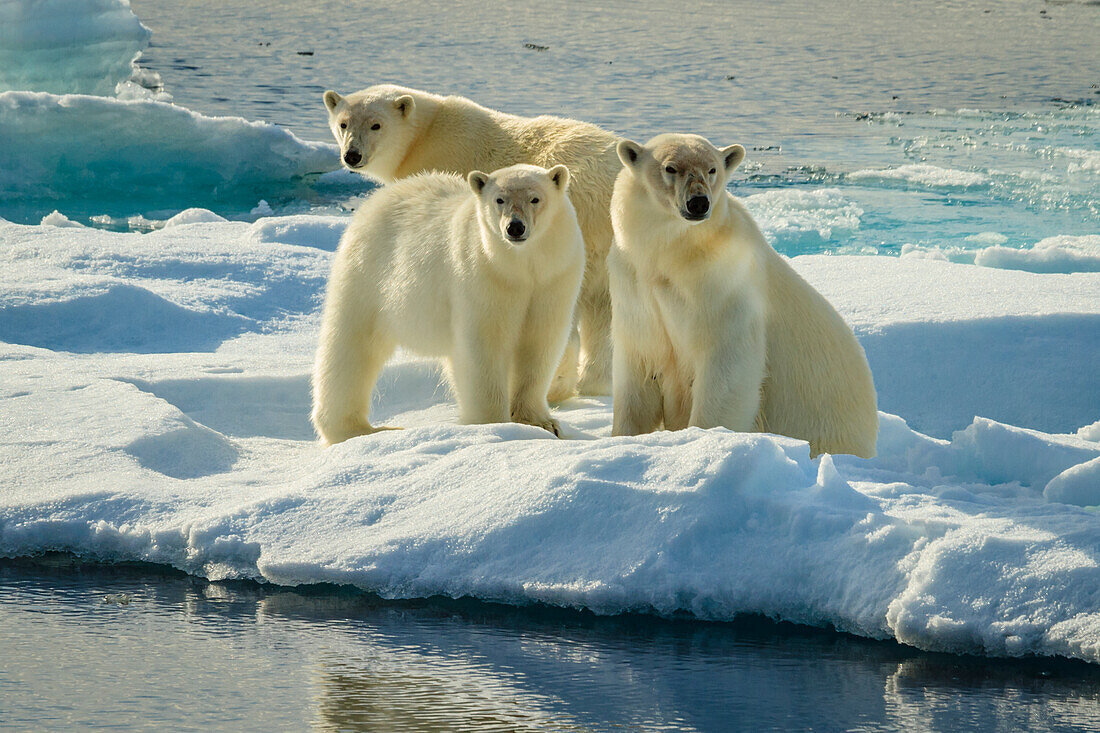 Three Polar Bears (Ursus maritimus) on pack ice, Hinlopen Strait, Svalbard, Norway