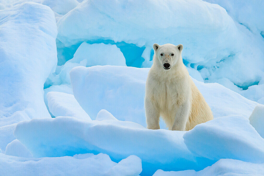 Polar Bears (Ursus maritimus) on multi-year pack ice, Hinlopen Strait, Svalbard, Norway