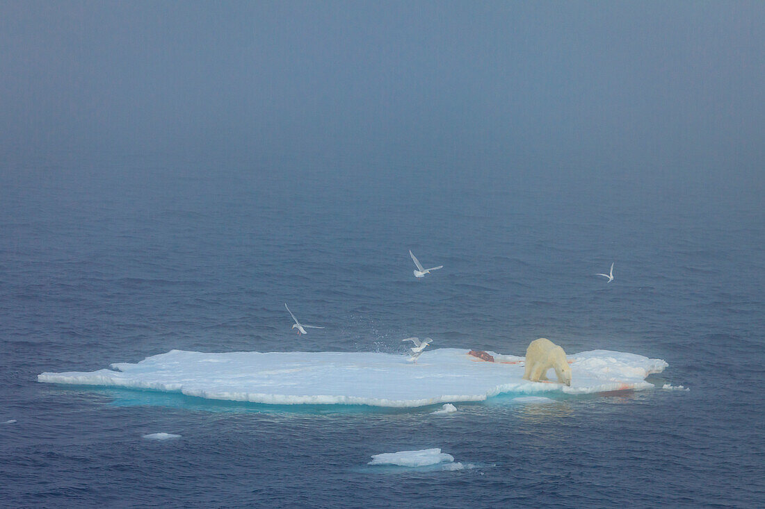 Eisbär (Ursus Maritimus) auf Robbenjagd mit Glaucous Gulls (Larus Hyperboreus) im Nebel, Svalbard, Norwegen