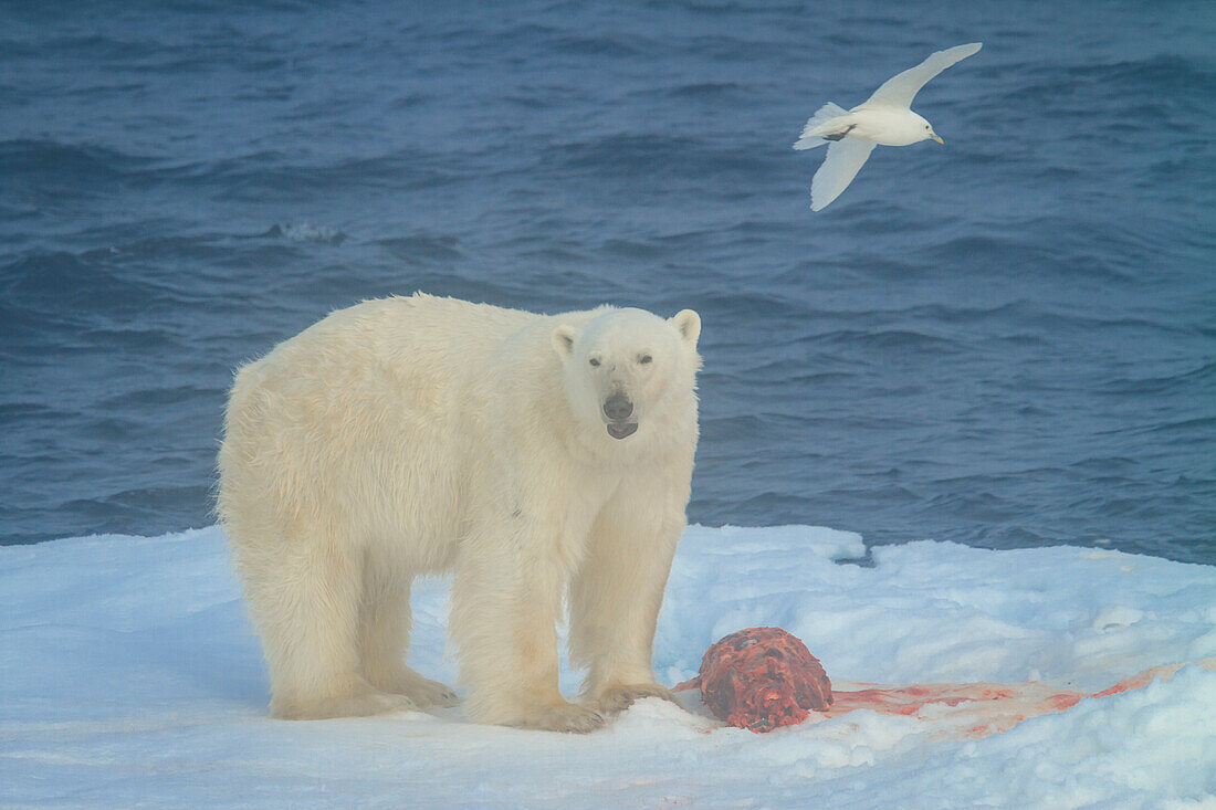 Polar Bear (Ursus maritimus) on seal kill, Ivory Gull (Pagophila eburnea) in the fog, Svalbard, Norway