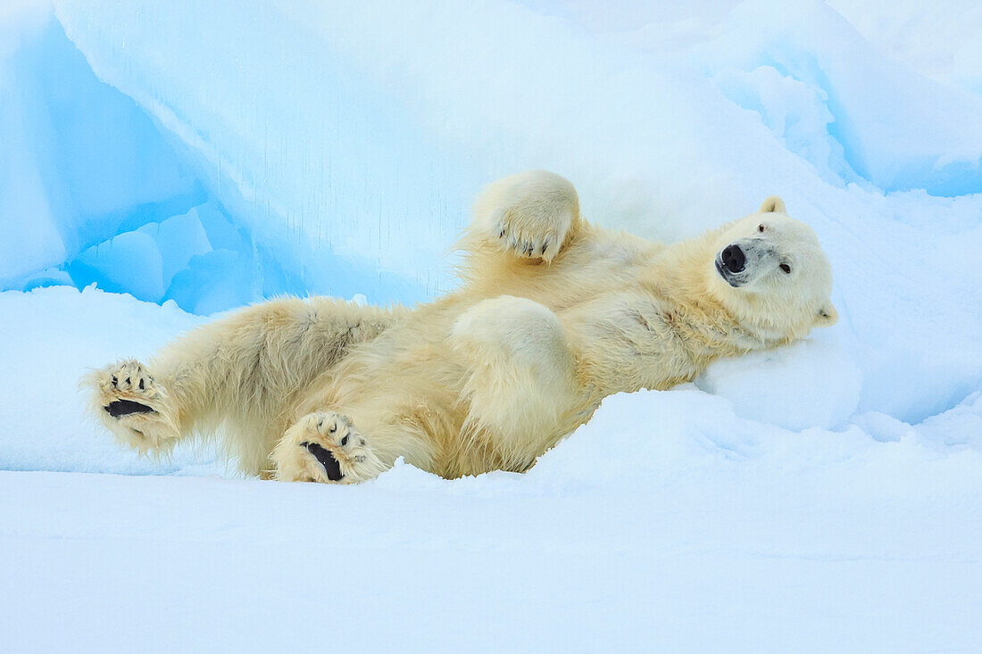 Polar bear (Ursus maritimus) sleeping on pack ice, Svalbard, Norway