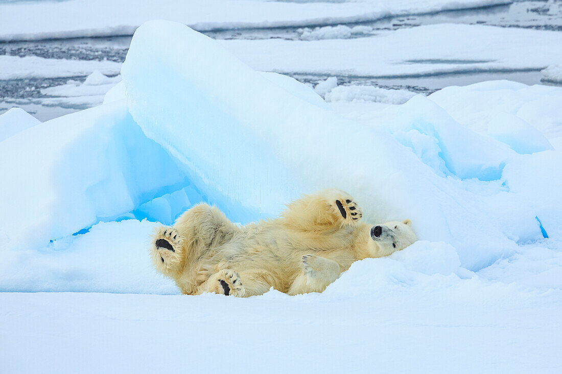 Eisbär (Ursus Maritimus) schläft auf Packeis, Spitzbergen, Norwegen