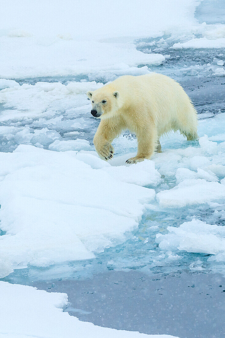 Eisbär (Ursus Maritimus) auf dem Packeis, Arktischer Ozean, Hinlopen Strait, Svalbard, Norwegen