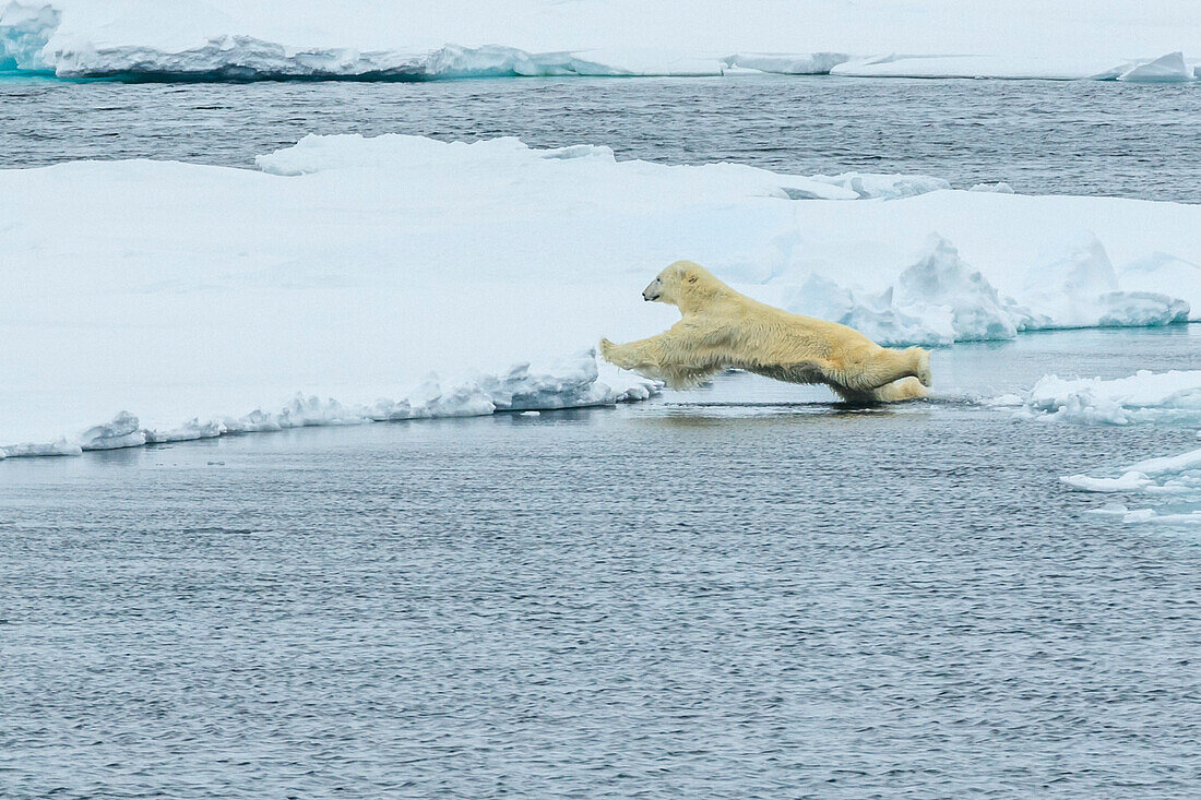 Sprungsequenz, Eisbär (Ursus maritimus) springt zwischen Eisflüssen, Northeast Svalbard Nature Preserve, Svalbard, Norwegen