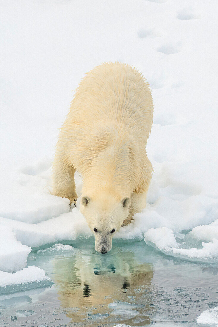 Polar Bear (Ursus maritimus) on the pack ice, Arctic Ocean, Hinlopen Strait, Svalbard, Norway