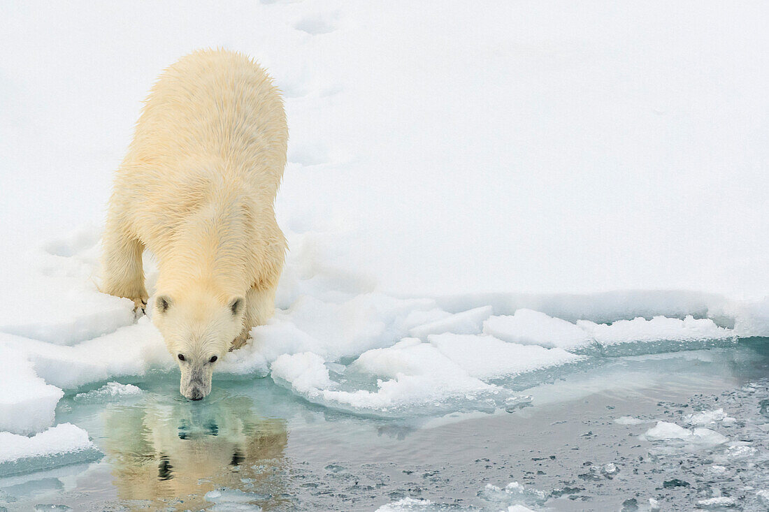 Polar Bear (Ursus maritimus) on the pack ice, Arctic Ocean, Hinlopen Strait, Svalbard, Norway