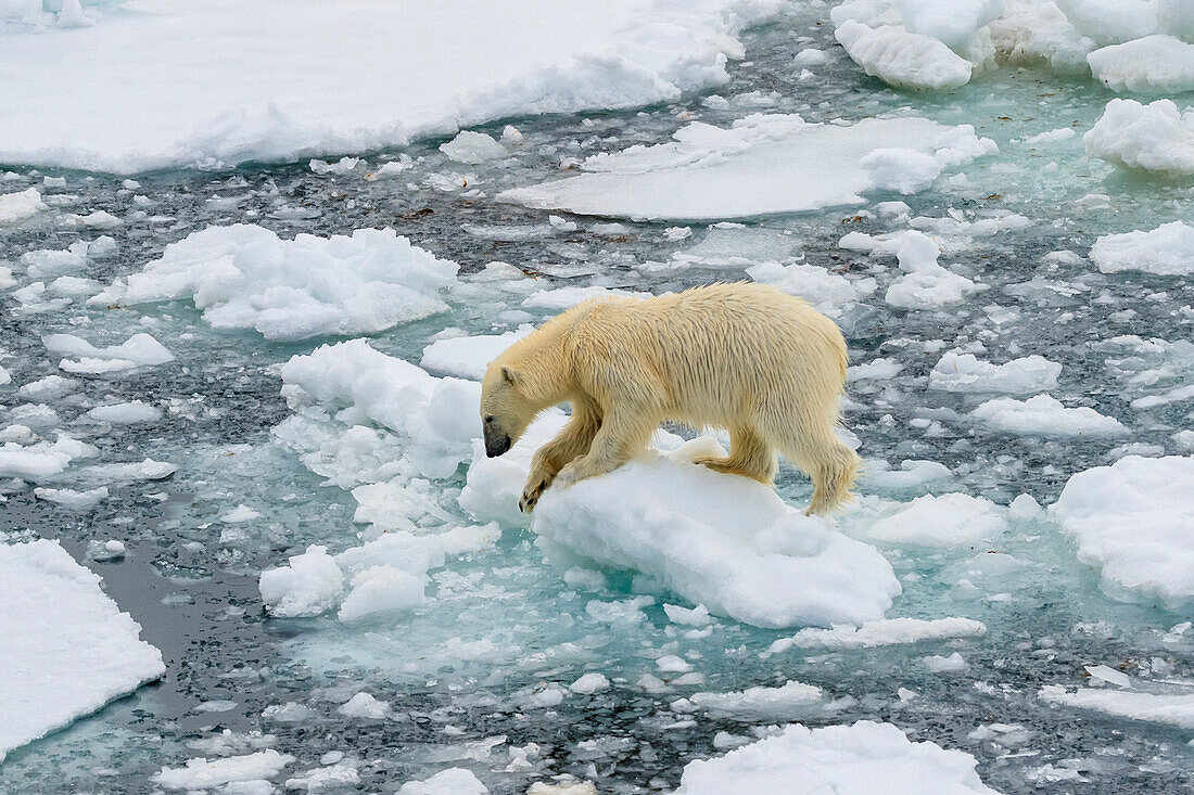 Eisbär (Ursus Maritimus) läuft über Eisschollen, Svalbard, Norwegen