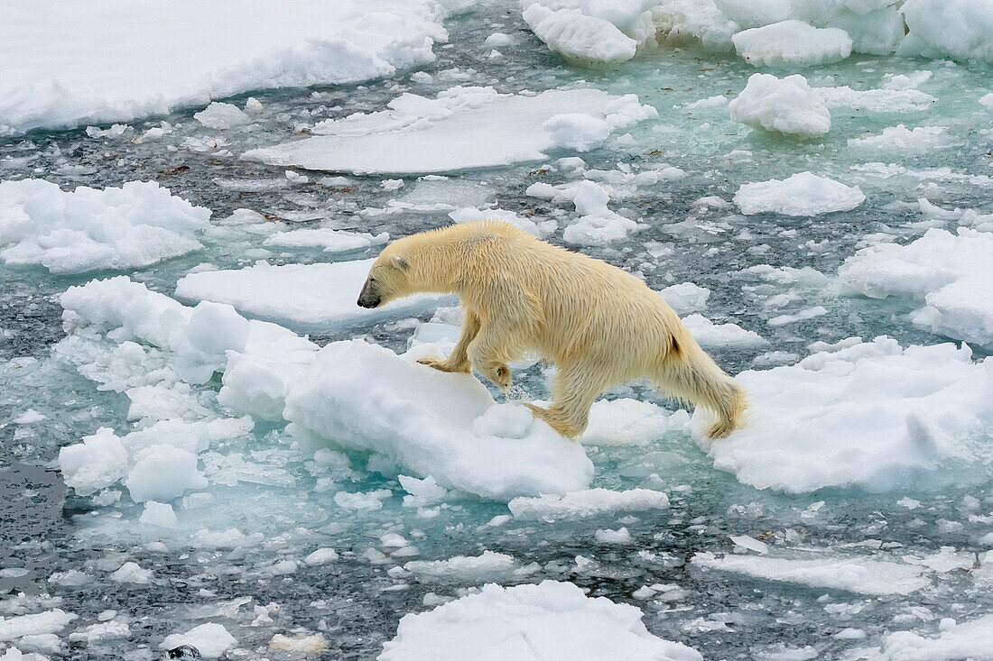 Eisbär (Ursus Maritimus) läuft über Eisschollen, Svalbard, Norwegen