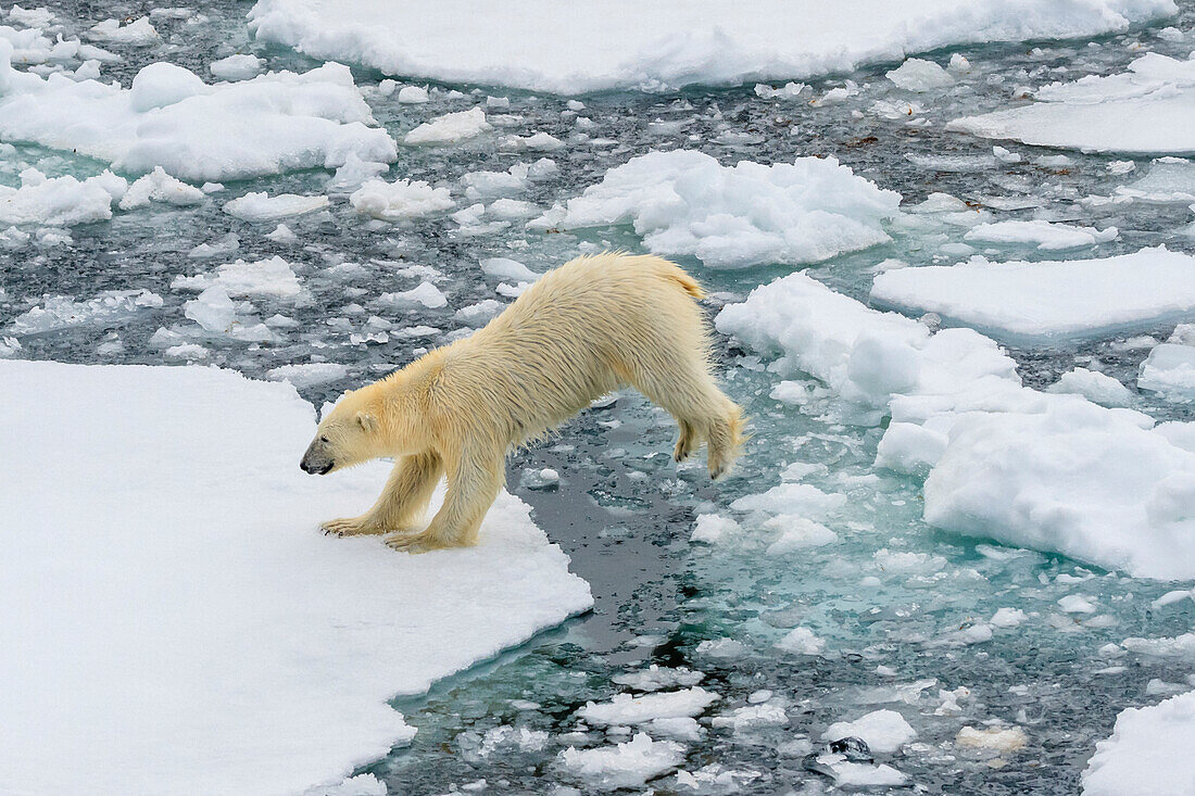 Eisbär (Ursus Maritimus) springt zwischen Eisschollen, Svalbard, Norwegen