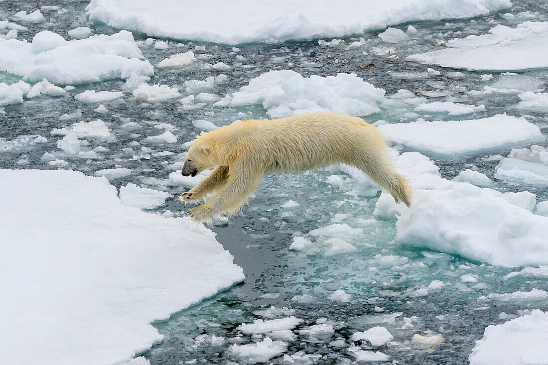 Eisbär (Ursus Maritimus) springt zwischen Eisschollen, Svalbard, Norwegen