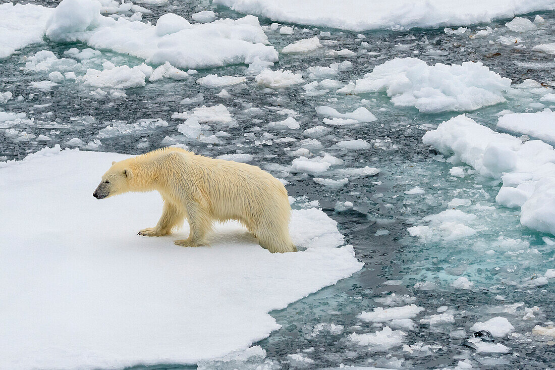 Polar bear (Ursus maritimus) walking across ice floes, Svalbard, Norway