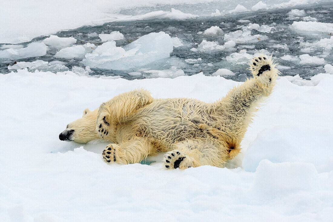 Polar bear (Ursus maritimus) rolling on pack ice, Svalbard, Norway