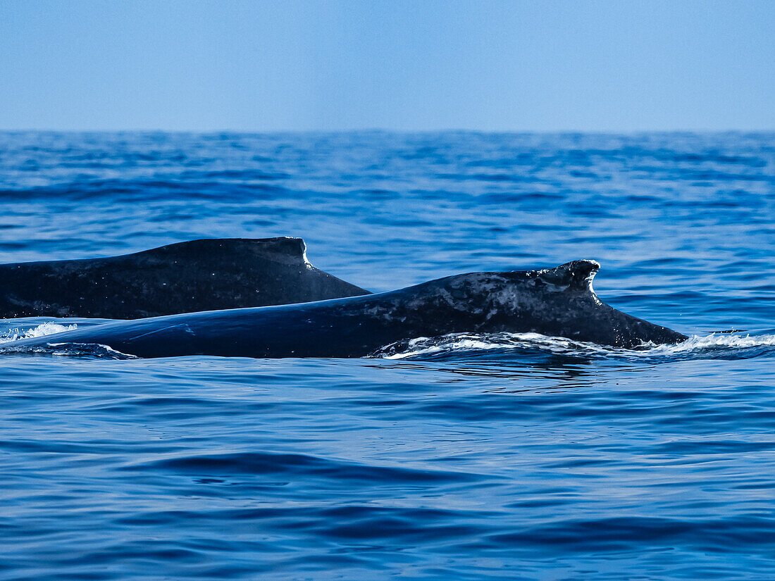 Zwei Rückenflossen, Fütterung von Buckelwalen (Megaptera novaeangliae), Monterey Bay National Marine Reserve, Pazifischer Ozean, Kalifornien