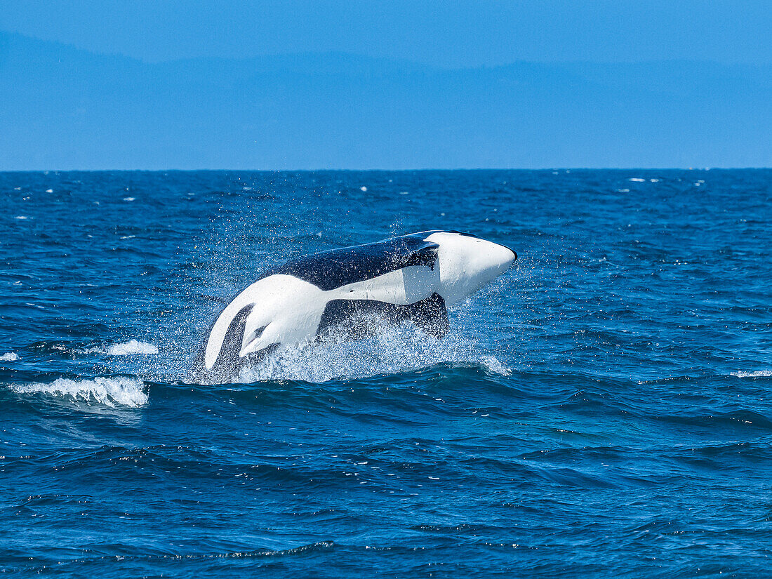 Sequence, Transiant Killerwal (Orca Orcinus) beim Springen in Monterey Bay, Monterey Bay National Marine Refuge, Kalifornien