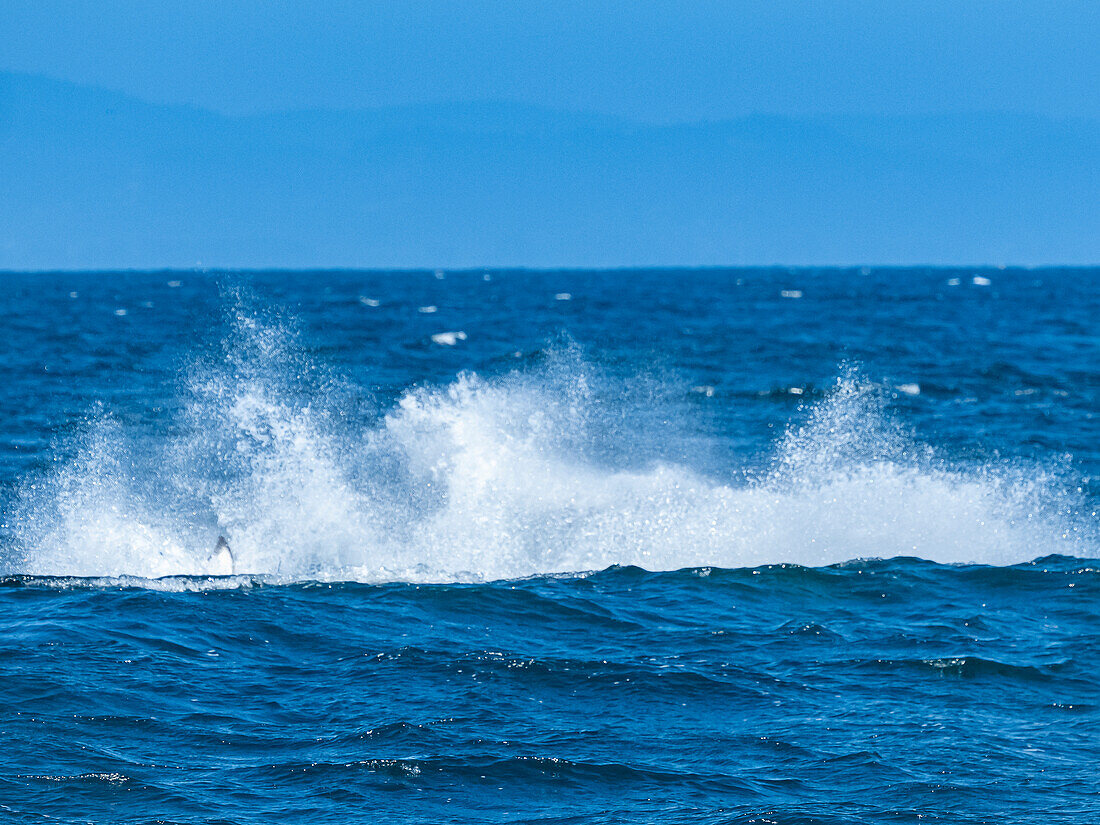 Sequence, the splash, Transiant Killer Whale (Orca orcinus) breaching in Monterey Bay, Monterey Bay National Marine Refuge, California