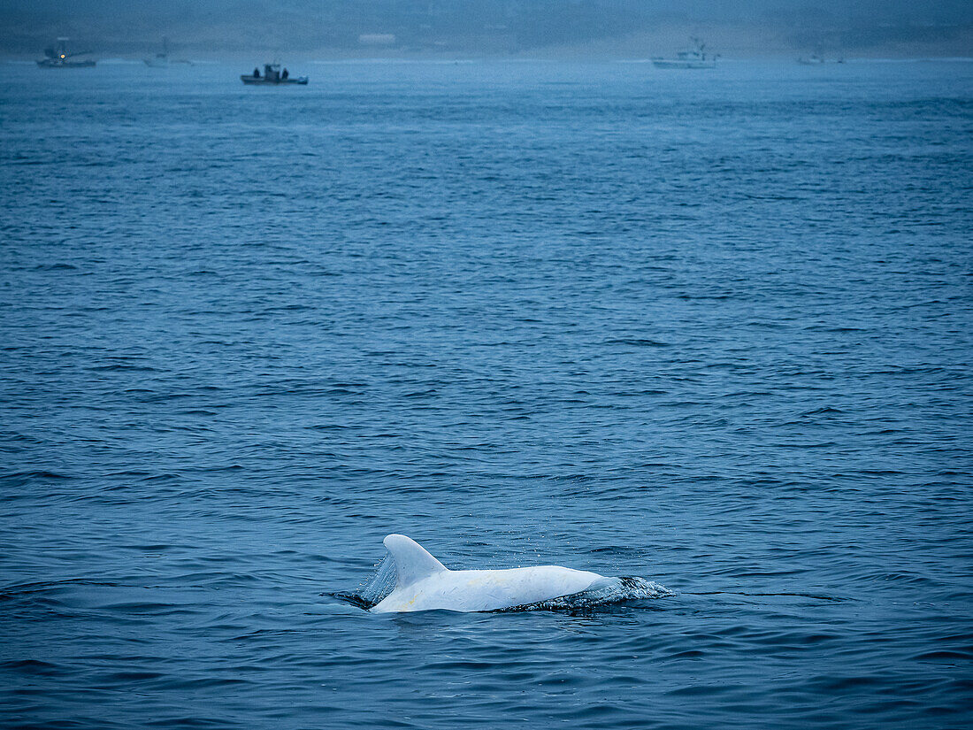 Rare sighting in Monterey Bay, 
