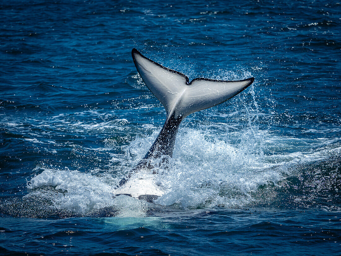 Tale lob behavior of transiant Killer Whale (Orca orcinus) in Monterey Bay, Monterey Bay National Marine Refuge, California