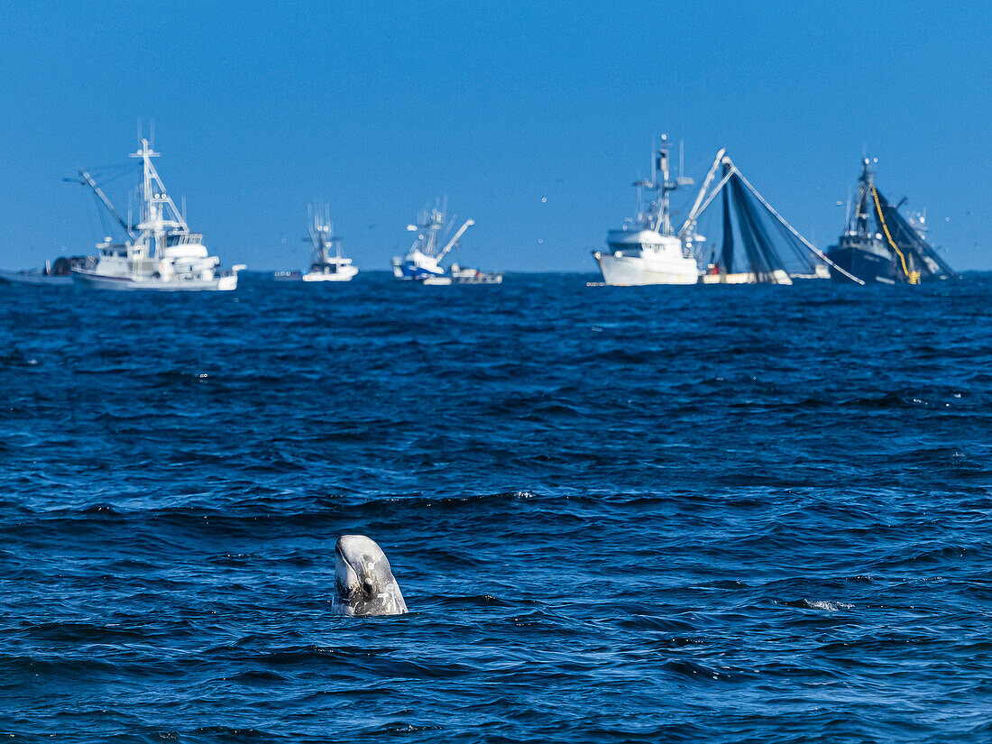 Keine echte Zuflucht, Risso's Dolphin Spyhops in der Nähe von Tintenfisch-Fischerbooten in Monterey Bay, Monterey Bay National Marine Refuge, Kalifornien
