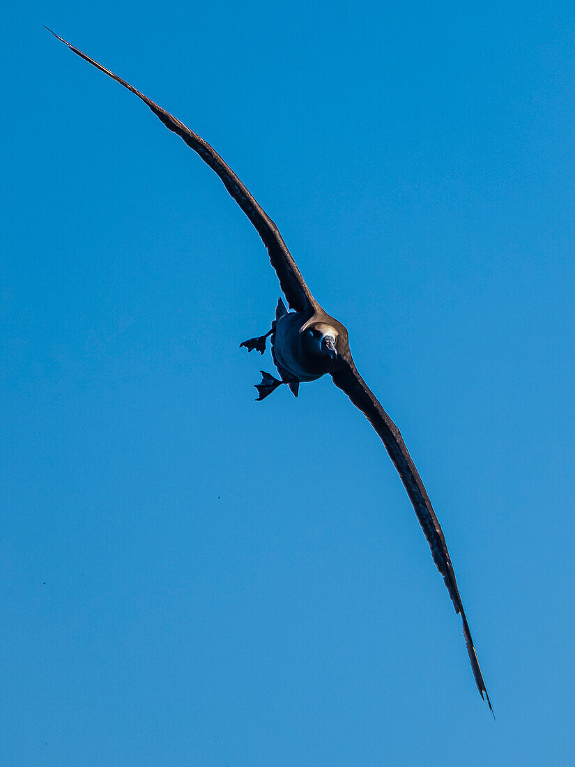 Black-footed Albatross (Phoebastria nigripes) in Monterey Bay, California