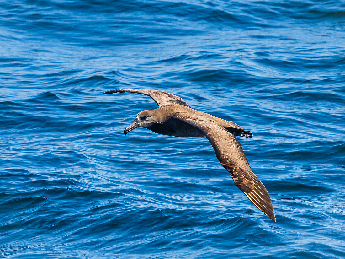 Black-footed Albatross (Phoebastria nigripes) in Monterey Bay, California