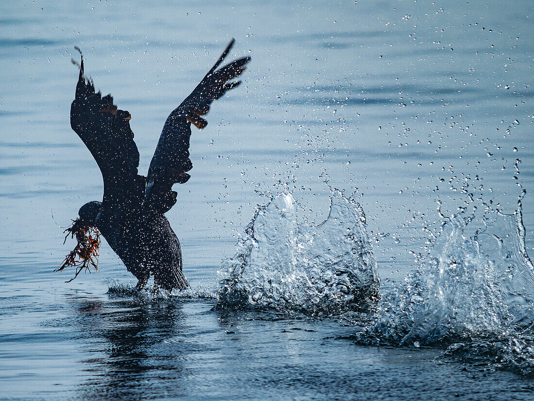 Collecting nesting material, Brandt Cormorant (Phalacrocorax penicillatus), with seaweed in beak, Monterey Bay, California