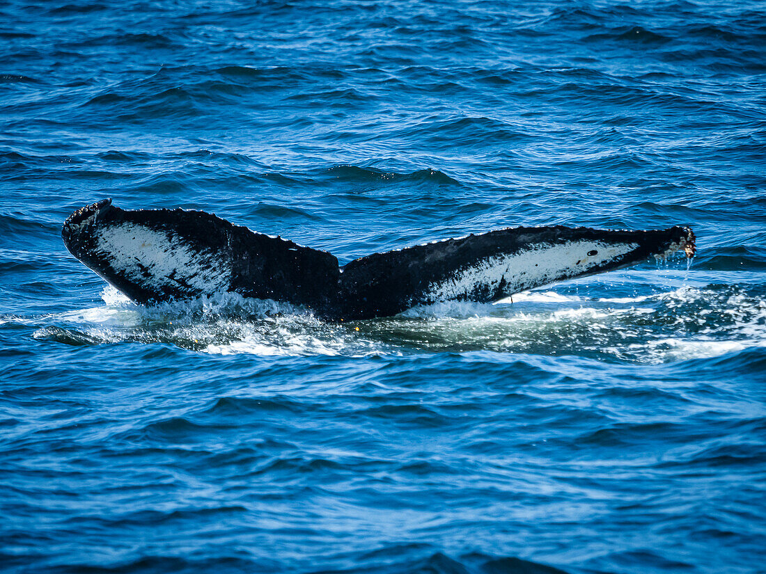 Fluke patterns are like fingerprints, Humpback Whale (Megaptera novaeangliae) in Monterey Bay, Monterey Bay National Marine Refuge, California