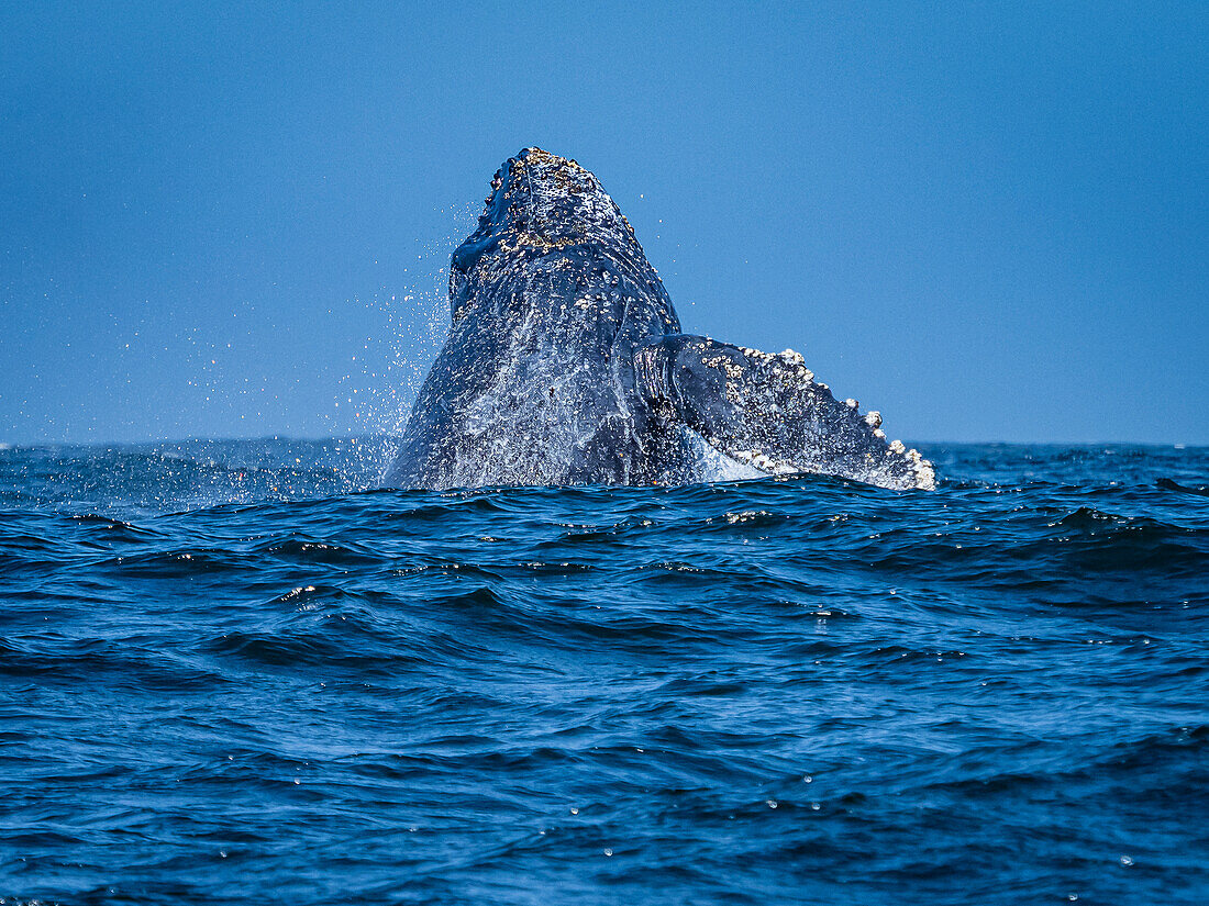 Breaching Humpback Whale (Megaptera novaeangliae) in Monterey Bay, Monterey Bay National Marine Refuge, California