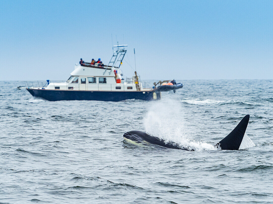 Whale Watching, Killer Whales (Orca orcinus) in Monterey Bay, Monterey Bay National Marine Refuge, California