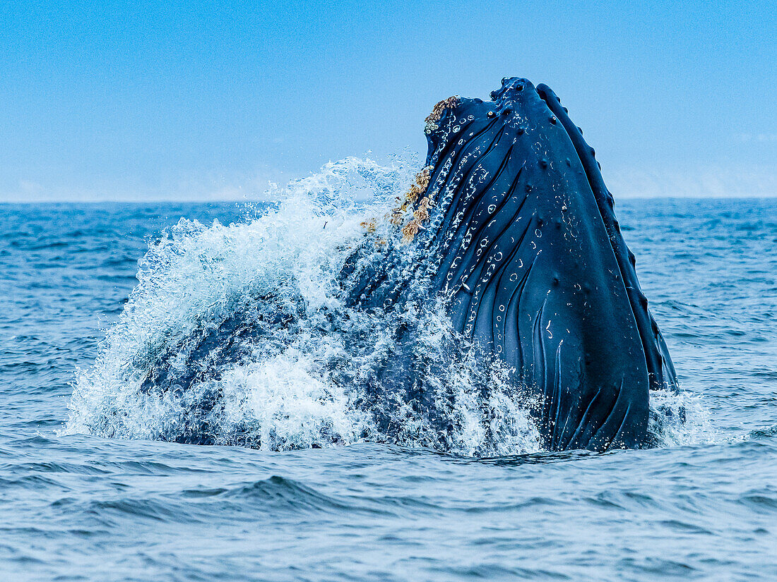 Vertikales Longe-Fressverhalten von Buckelwalen (Megaptera novaeangliae) in Monterey Bay, Monterey Bay National Marine Refuge, Kalifornien