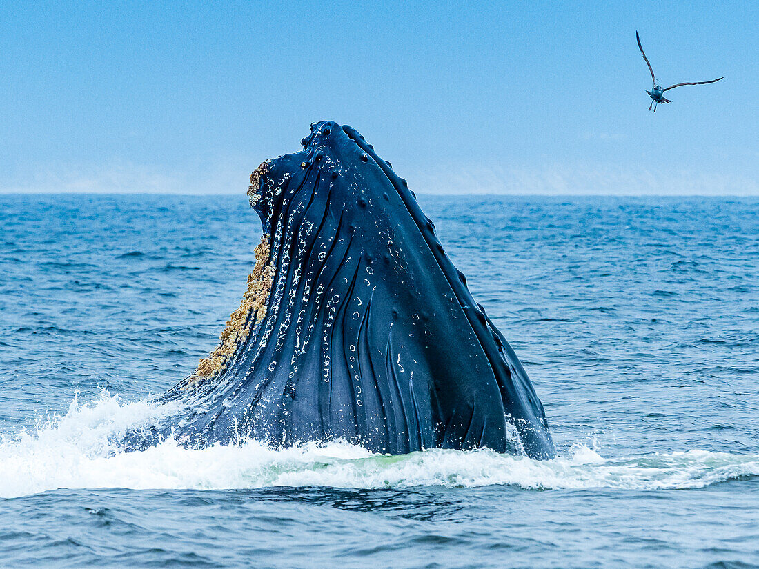 Vertical lunge feeding behavior of Humpback Whale (Megaptera novaeangliae) in Monterey Bay, Monterey Bay National Marine Refuge, California