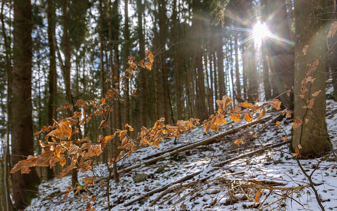 Jungbuche mit Herbstlaub im verschneiten Fichtenwald bei Fischbachau, Oberbayern, Bayern, Deutschland