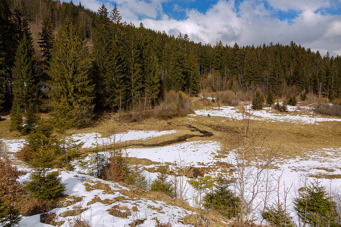 Fischbachauer Märchenwald, verschneite Moorlandschaft mit Bachlauf am Wanderweg der Märchenwaldrunde bei Fischbachau, Oberbayern, Bayern, Deutschland