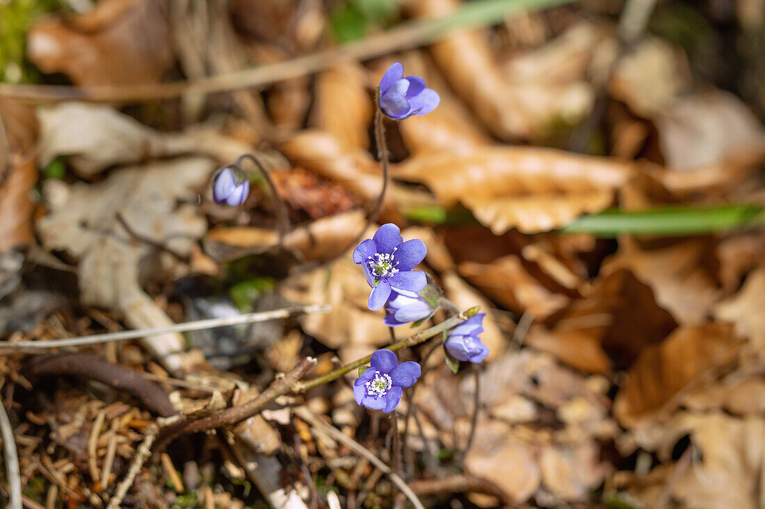 Flowering liverwort, Hepatica nobilis, among old fall foliage in the forest