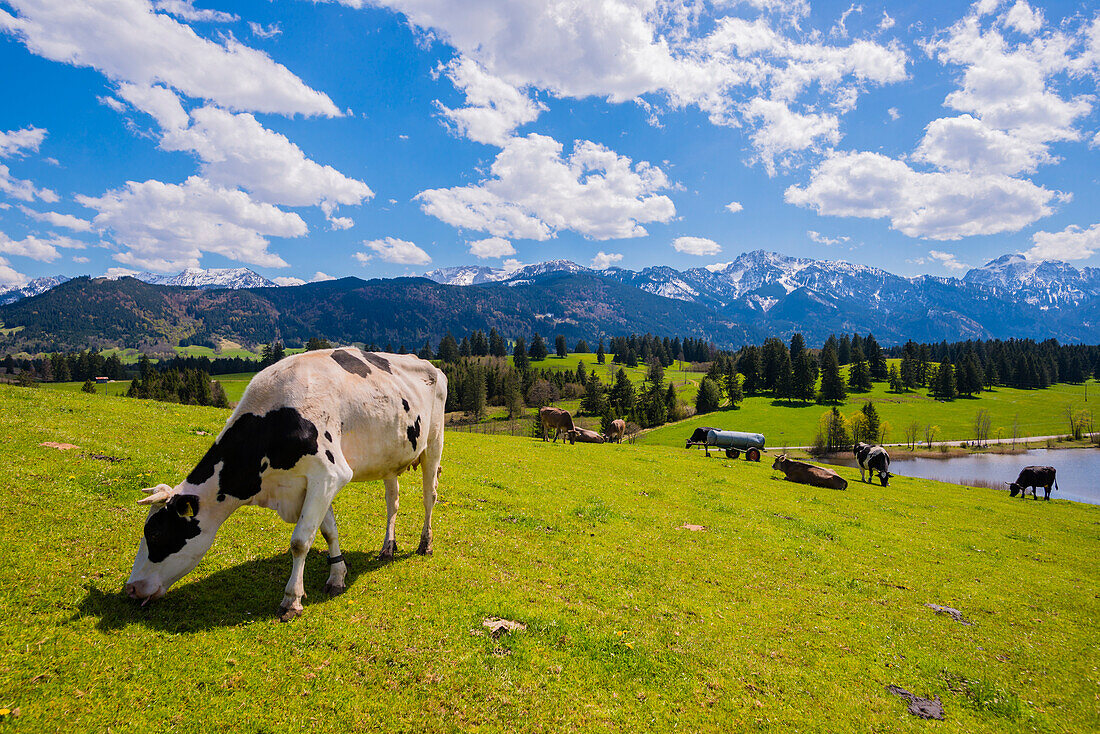 Kühe auf der Weide, Hegratsrieder See, Alpen, bei Füssen, Ostallgäu, Allgäu, Bayern, Deutschland, Europa