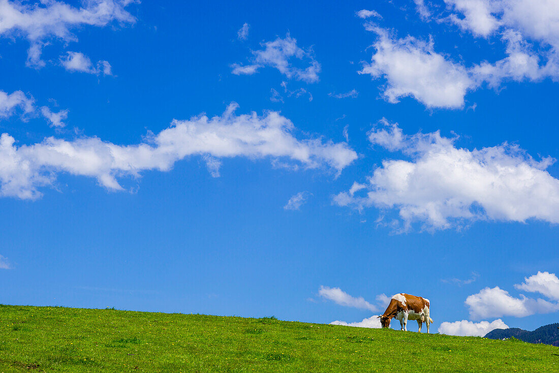 Cow on a pasture, Ostallgaeu, Allgaeu, Bavaria, Germany, Europe