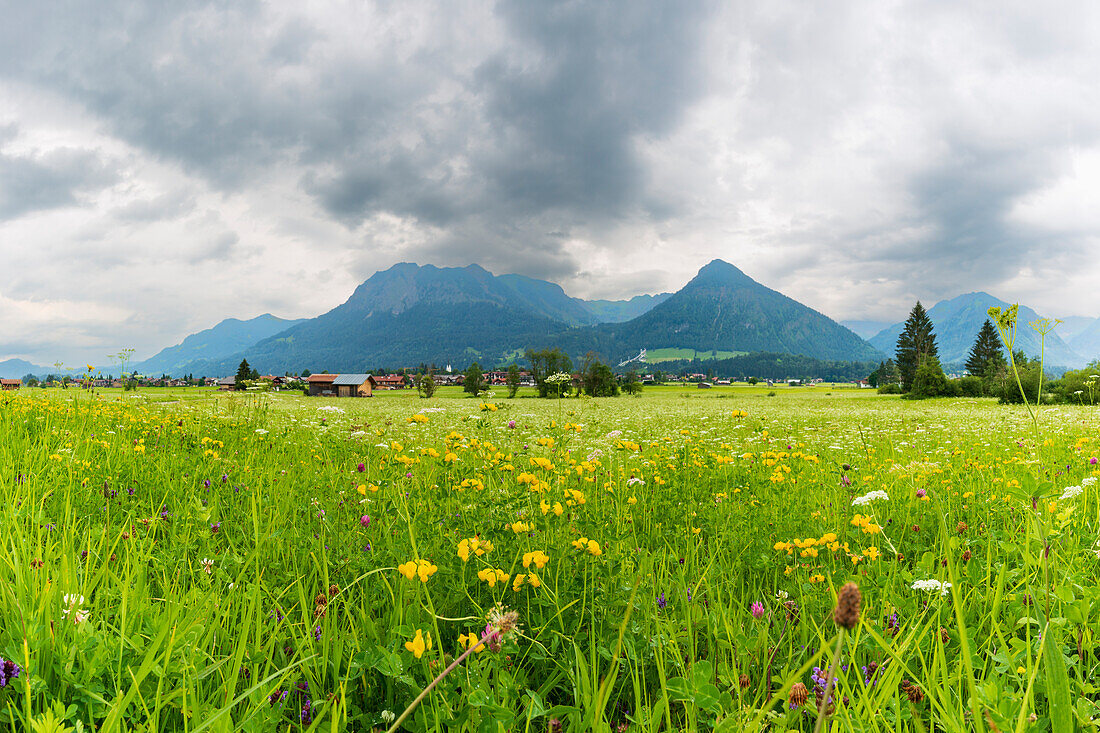 Almwiese, Lorettowiesen near Oberstdorf, the Allgäu Alps in the background, Allgäu, Bavaria, Germany, Europe