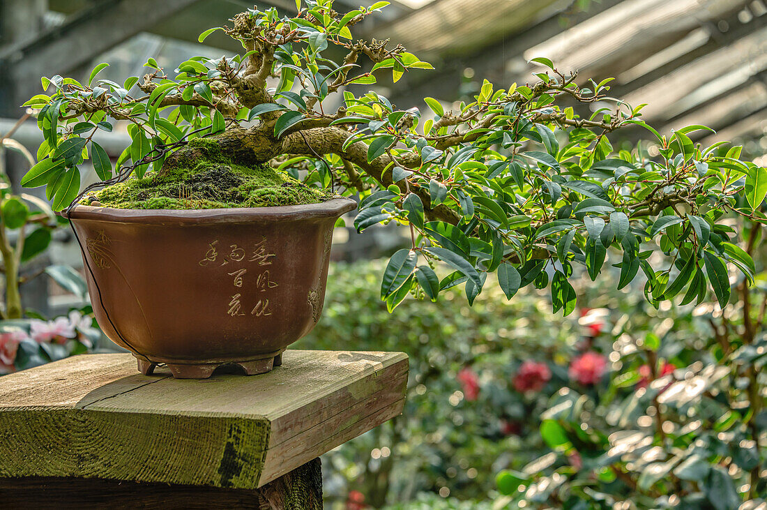 Bonsai tree as part of the camellia show at Landschloss Pirna Zuschendorf in Saxony, Germany