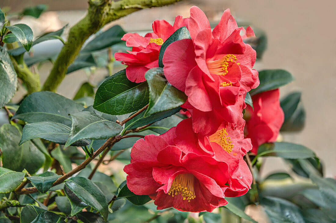 Close-up of red blossoms of the Camellia Japonica Tricolor flower at the Camellia Flower Show at Landschloss Pirna Zuschendorf in Saxony, Germany