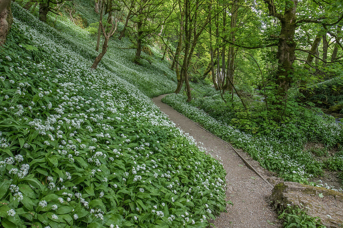 Weg durch Wald. Malham, England. Bärlauch Blüte.