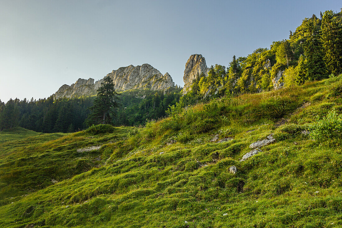 Sicht auf die Kampenwand von einer Almwiese aus. Am frühen Morgen im Sommer. Hohenaschau, Chiemgauer Alpen, Chiemgau, Oberbayern, Bayern, Deutschland, Europa