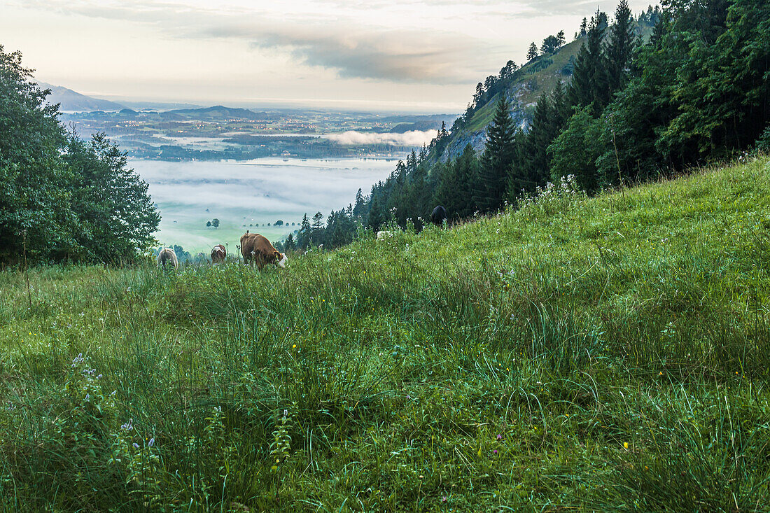 Ausblick in das Tal von Schwangau vom Tegelberg aus. Im Vordergrund grasende Kühe auf der Almwiese. Schwangau, Allgäu, Schwaben, Bayern, Deutschland, Europa