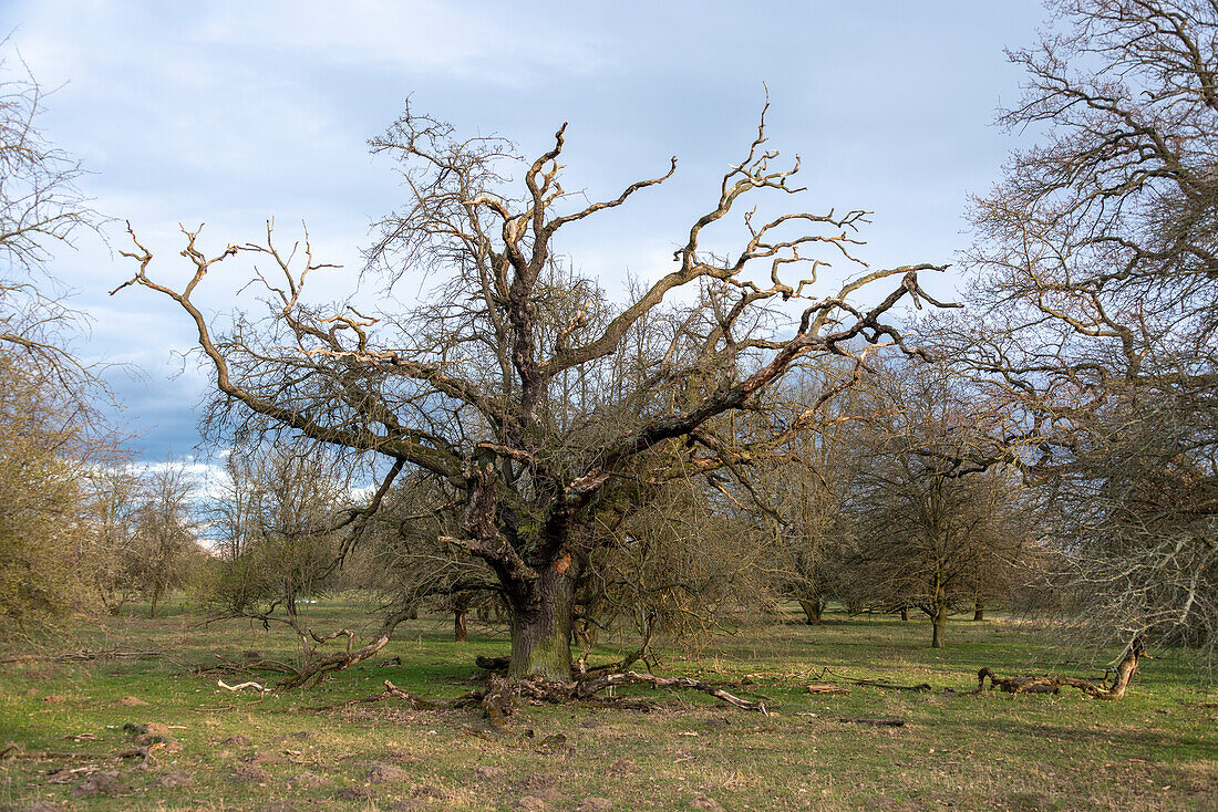 A gnarled tree stands in the floodplain of the Elbe, Magdeburg, Saxony-Anhalt, Germany
