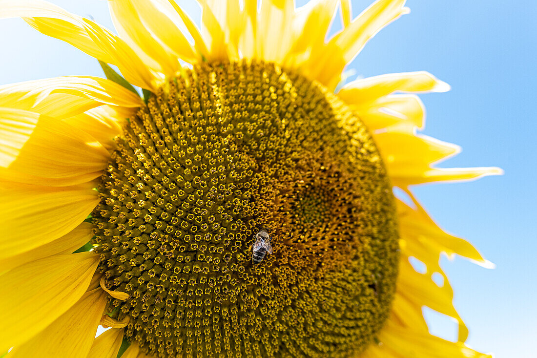 Biene auf einer Sonnenblume im Botanischen Garten München, Muenchen, Bayern, Deutschland, Europa