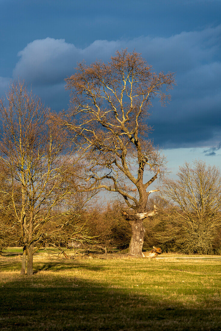 Bare deciduous trees in the evening sun, dark rain clouds, Herrenkrug Park, Magdeburg, Saxony-Anhalt, Germany